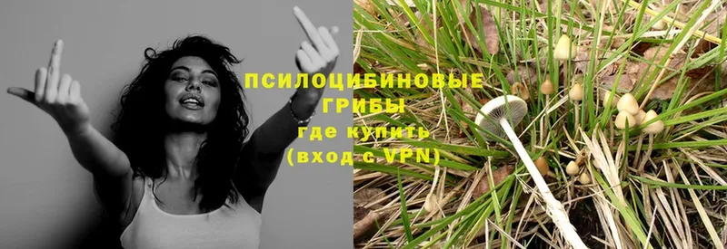 где купить наркоту  Ленинградская  Псилоцибиновые грибы Psilocybe 